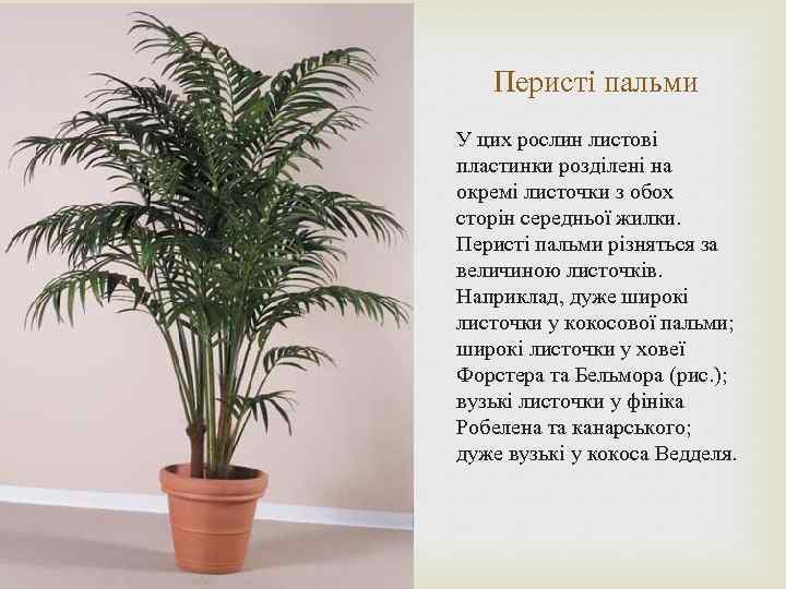 Перисті пальми У цих рослин листові пластинки розділені на окремі листочки з обох сторін