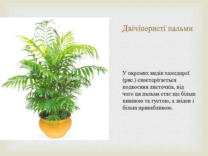 Двічіперисті пальми У окремих видів хамедореї (рис. ) спостерігається подвоєння листочків, від чого ця
