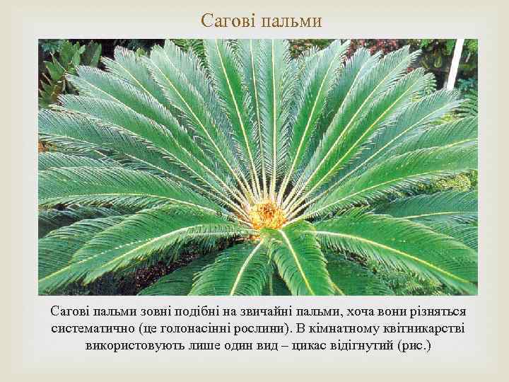 Сагові пальми зовні подібні на звичайні пальми, хоча вони різняться систематично (це голонасінні рослини).