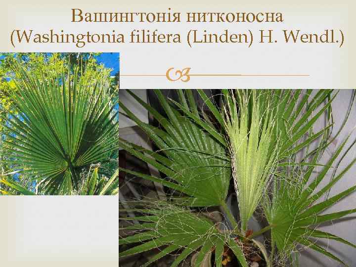 Вашингтонія нитконосна (Washingtonia filifera (Linden) H. Wendl. ) 