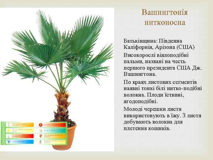 Вашингтонія нитконосна Батьківщина: Південна Каліфорнія, Арізона (США) Високорослі віялоподібні пальми, названі на честь першого
