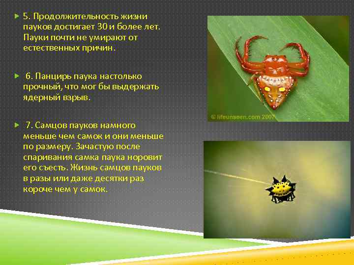  5. Продолжительность жизни пауков достигает 30 и более лет. Пауки почти не умирают