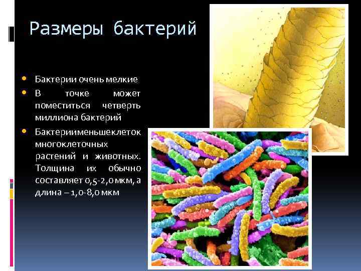 Размеры бактерий • Бактерии очень мелкие • В точке может • поместиться четверть миллиона