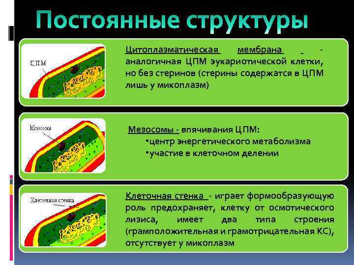 Мембрана прокариот. Цитоплазматическая мембрана бактерий. Цитоплазматическая мембрана бактерий состав. Впячивания мембраны у бактерий. Цитоплазматическая мембрана прокариот.