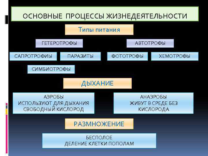 ОСНОВНЫЕ ПРОЦЕССЫ ЖИЗНЕДЕЯТЕЛЬНОСТИ Типы питания ГЕТЕРОТРОФЫ САПРОТРОФИЫ АВТОТРОФЫ ПАРАЗИТЫ ФОТОТРОФЫ ХЕМОТРОФЫ СИМБИОТРОФЫ ДЫХАНИЕ АЭРОБЫ