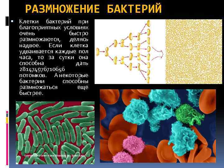 РАЗМНОЖЕНИЕ БАКТЕРИЙ Клетки бактерий при благоприятных условиях очень быстро размножаются, делясь надвое. Если клетка