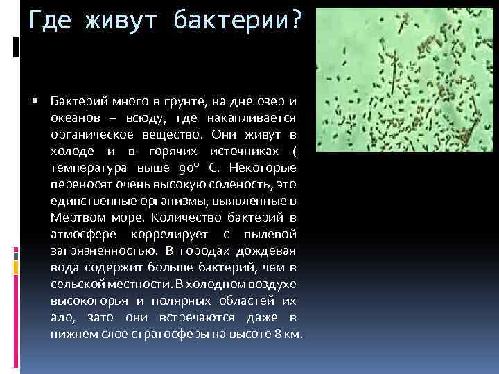 Где живут бактерии? Бактерий много в грунте, на дне озер и океанов – всюду,