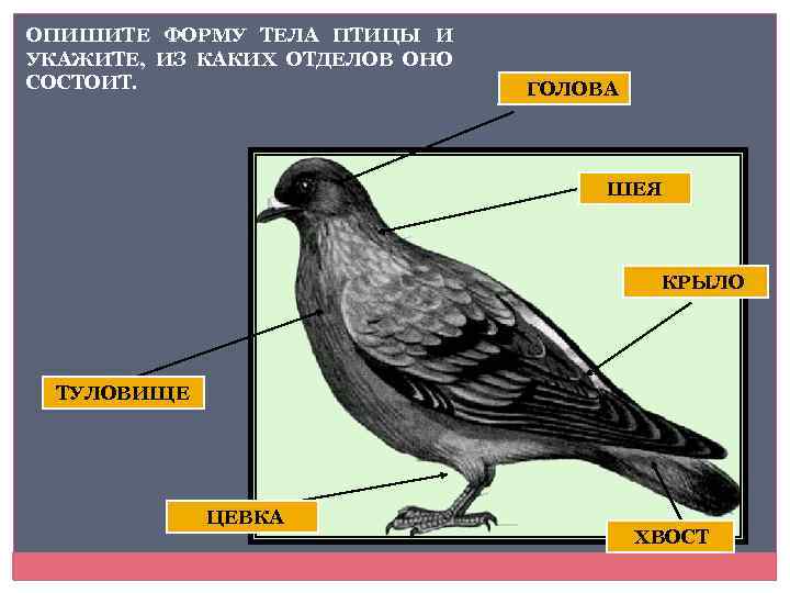 ОПИШИТЕ ФОРМУ ТЕЛА ПТИЦЫ И УКАЖИТЕ, ИЗ КАКИХ ОТДЕЛОВ ОНО СОСТОИТ. 1. ГОЛОВА 2.