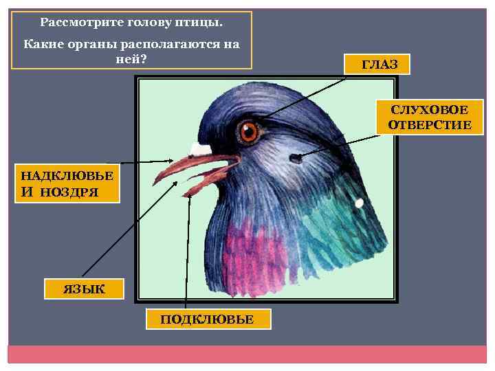 Рассмотрите голову птицы. Какие органы располагаются на ней? ГЛАЗ 2. СЛУХОВОЕ ОТВЕРСТИЕ НАДКЛЮВЬЕ И