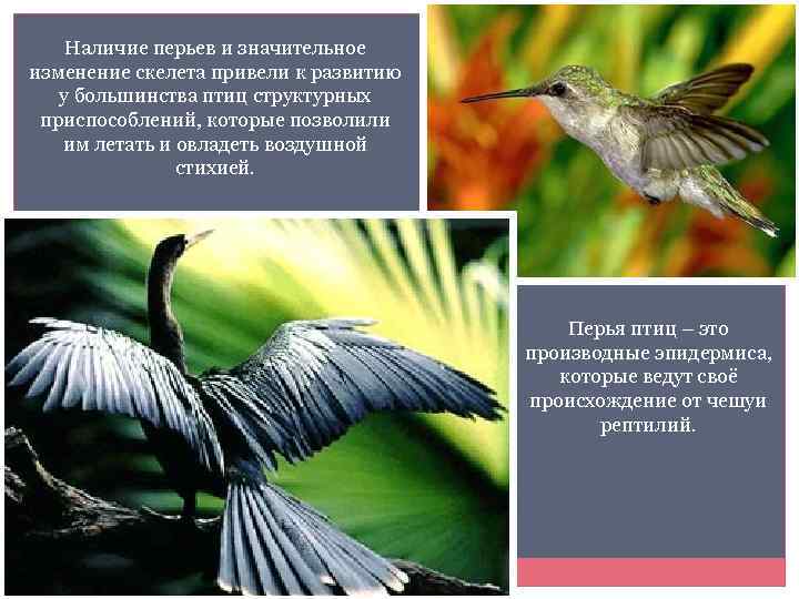 Наличие перьев и значительное изменение скелета привели к развитию у большинства птиц структурных приспособлений,