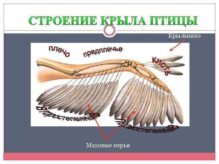 Схема строения крыла птицы