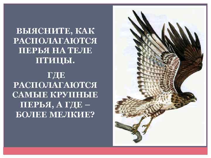 ВЫЯСНИТЕ, КАК РАСПОЛАГАЮТСЯ ПЕРЬЯ НА ТЕЛЕ ПТИЦЫ. ГДЕ РАСПОЛАГАЮТСЯ САМЫЕ КРУПНЫЕ ПЕРЬЯ, А ГДЕ