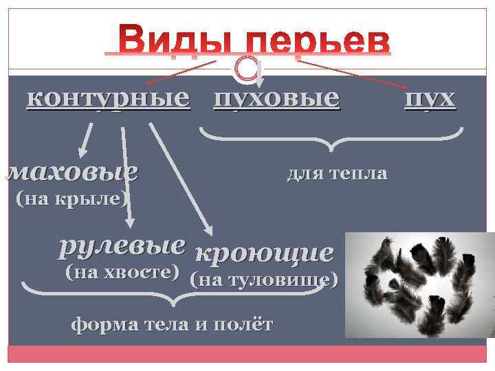 контурные пуховые маховые для тепла (на крыле) рулевые кроющие (на хвосте) (на туловище) форма