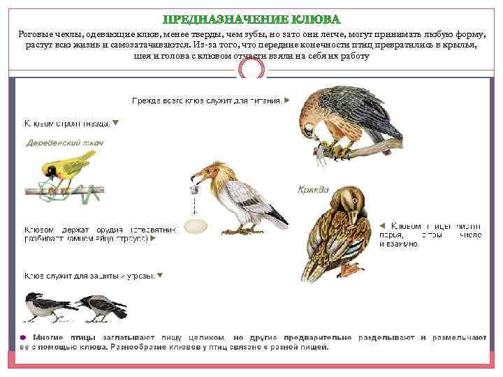 Роговые чехлы, одевающие клюв, менее тверды, чем зубы, но зато они легче, могут принимать