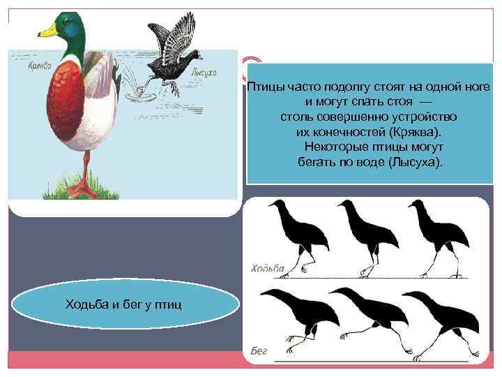 Птицы часто подолгу стоят на одной ноге и могут спать стоя — столь совершенно