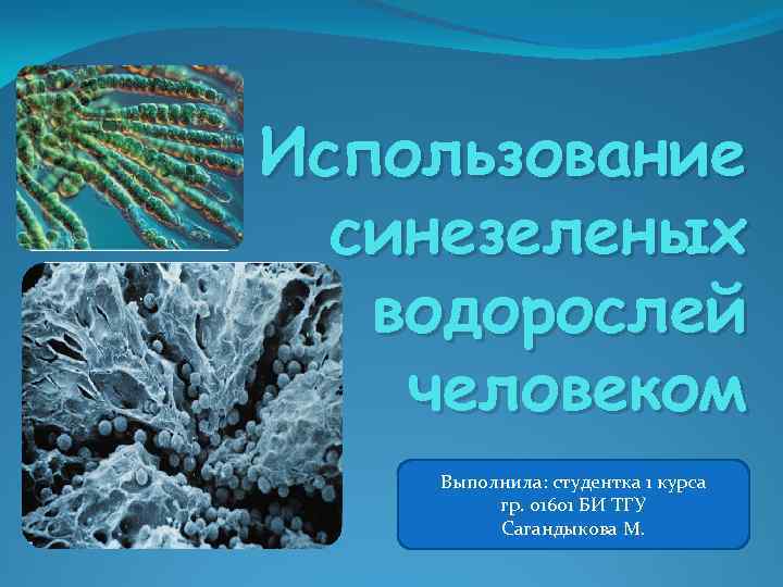 Использование синезеленых водорослей человеком Выполнила: студентка 1 курса гр. 01601 БИ ТГУ Сагандыкова М.