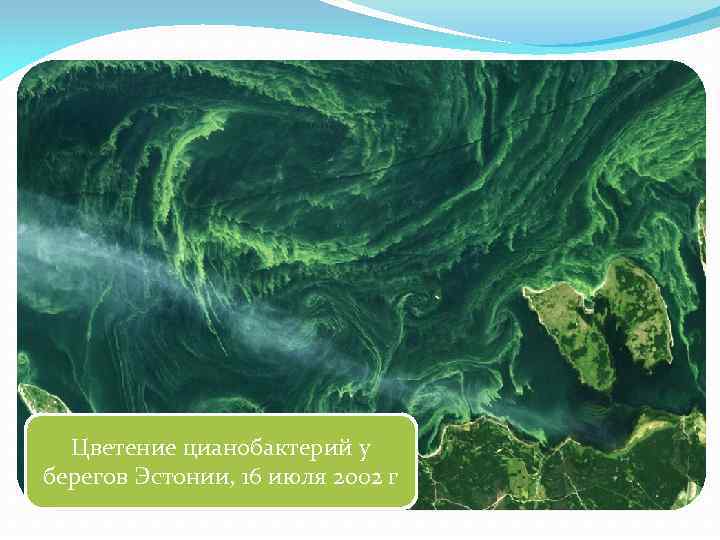 Цветение цианобактерий у берегов Эстонии, 16 июля 2002 г 