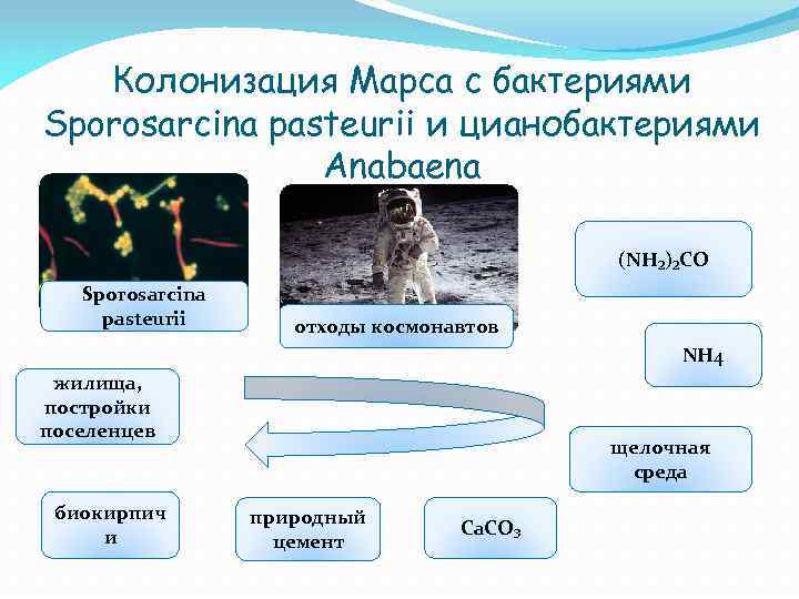 Колонизация Марса с бактериями Sporosarcina pasteurii и цианобактериями Anabaena (NH₂)₂CO Sporosarcina pasteurii отходы космонавтов