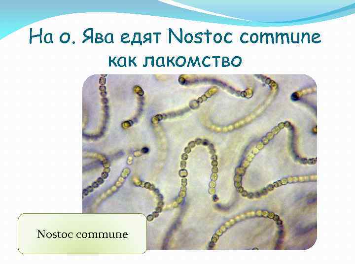 На о. Ява едят Nostoc commune как лакомство Nostoc commune 