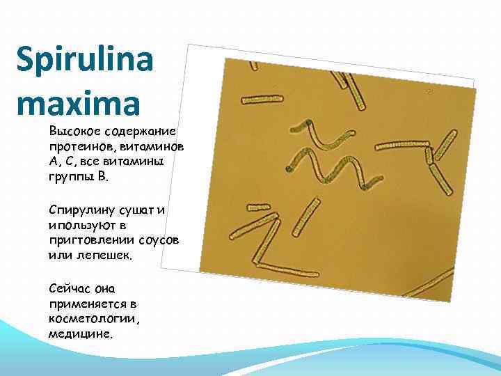 Spirulina maxima Высокое содержание протеинов, витаминов А, С, все витамины группы В. Спирулину сушат