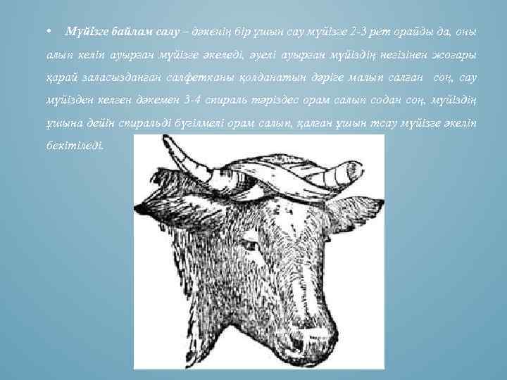  • Мүйізге байлам салу – дәкенің бір ұшын сау мүйізге 2 -3 рет