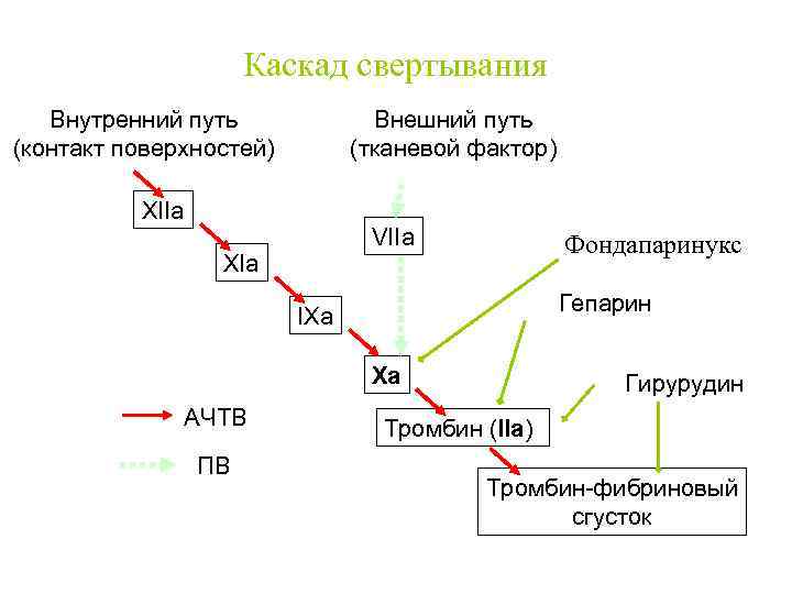 Схема последовательности активирования факторов внешнего пути свертывания крови