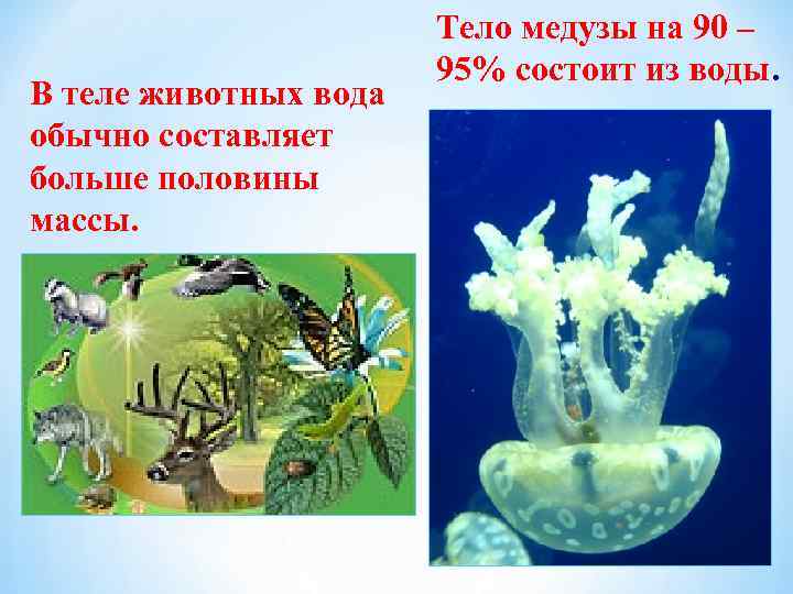 В теле животных вода обычно составляет больше половины массы. Тело медузы на 90 –