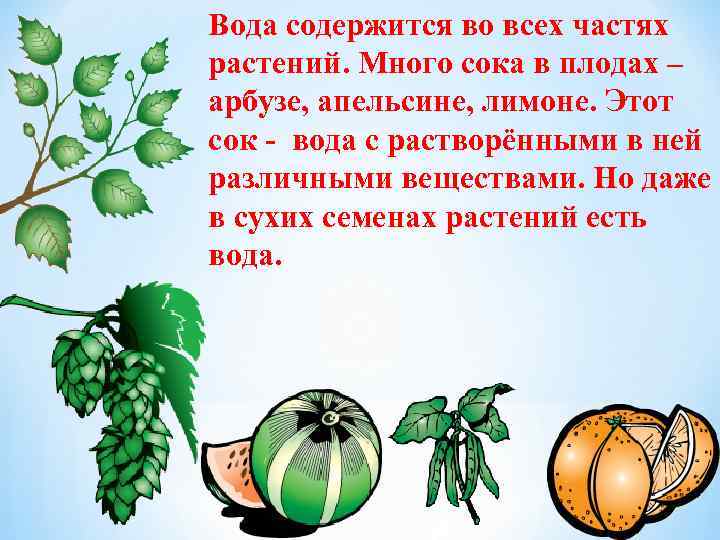 Вода содержится во всех частях растений. Много сока в плодах – арбузе, апельсине, лимоне.