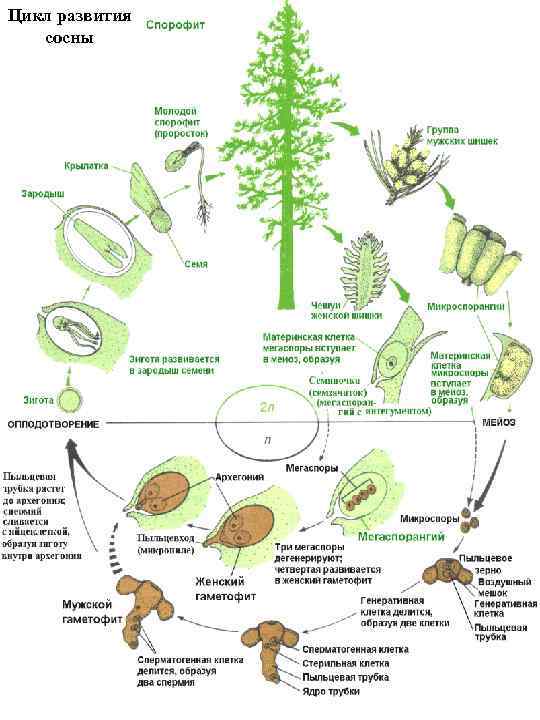 Цикл развития сосны 