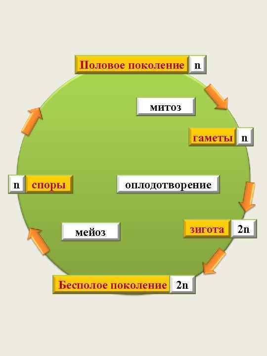 Половое поколение n митоз гаметы n n споры оплодотворение мейоз Бесполое поколение 2 n