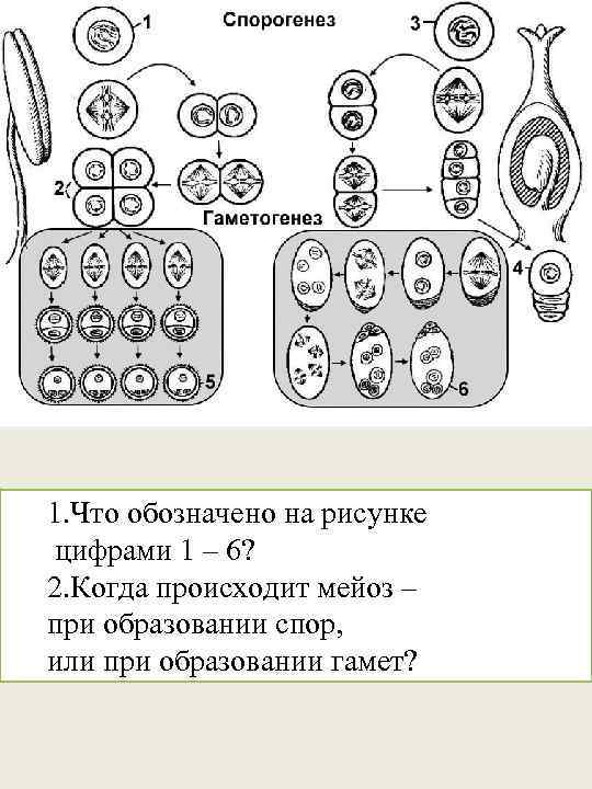 1. Что обозначено на рисунке цифрами 1 – 6? 2. Когда происходит мейоз –