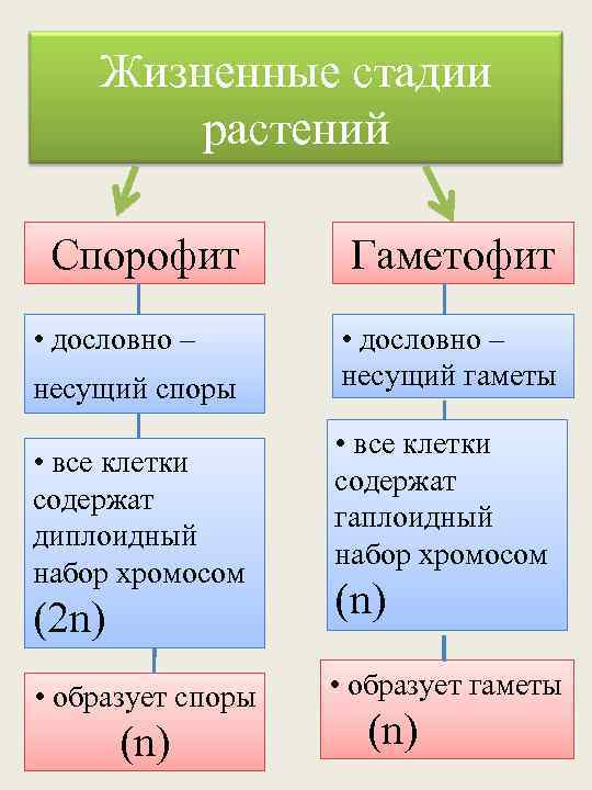 Жизненные стадии растений Спорофит • дословно – несущий споры • все клетки содержат диплоидный