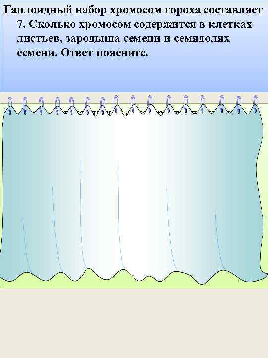 Гаплоидный набор хромосом гороха составляет 7. Сколько хромосом содержится в клетках листьев, зародыша семени