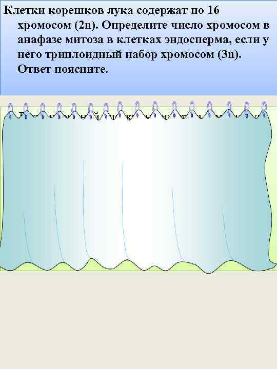 Клетки корешков лука содержат по 16 хромосом (2 n). Определите число хромосом в анафазе