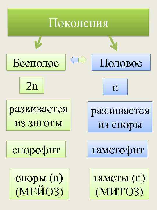 Поколения Бесполое 2 n Половое n развивается из зиготы развивается из споры спорофит гаметофит