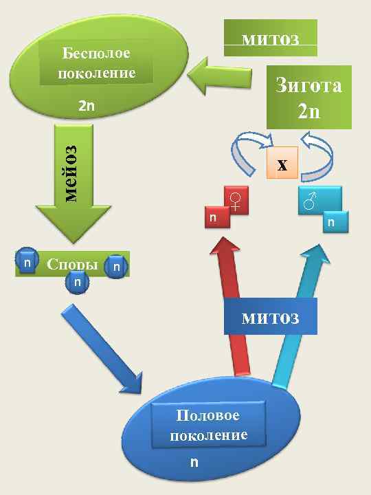 митоз Бесполое поколение Зигота 2 n мейоз 2 n х n n ♀ n