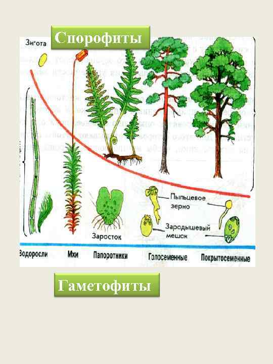 Спорофиты Гаметофиты 