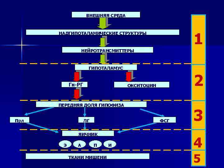 ВНЕШНЯЯ СРЕДА 1 НАДГИПОТАЛАМИЧЕСКИЕ СТРУКТУРЫ НЕЙРОТРАНСМИТТЕРЫ ГИПОТАЛАМУС Гн-РГ 2 ОКСИТОЦИН ПЕРЕДНЯЯ ДОЛЯ ГИПОФИЗА Прл