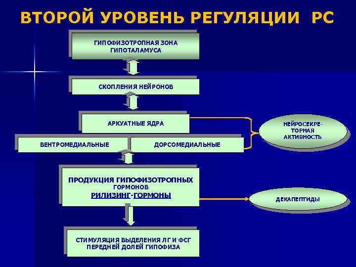 ВТОРОЙ УРОВЕНЬ РЕГУЛЯЦИИ РС ГИПОФИЗОТРОПНАЯ ЗОНА ГИПОТАЛАМУСА СКОПЛЕНИЯ НЕЙРОНОВ АРКУАТНЫЕ ЯДРА ВЕНТРОМЕДИАЛЬНЫЕ НЕЙРОСЕКРЕТОРНАЯ АКТИВНОСТЬ