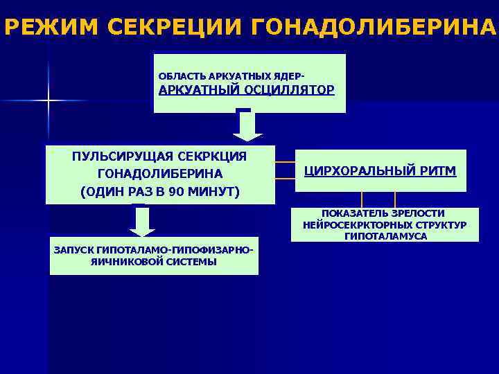 РЕЖИМ СЕКРЕЦИИ ГОНАДОЛИБЕРИНА ОБЛАСТЬ АРКУАТНЫХ ЯДЕР- АРКУАТНЫЙ ОСЦИЛЛЯТОР ПУЛЬСИРУЩАЯ СЕКРКЦИЯ ГОНАДОЛИБЕРИНА (ОДИН РАЗ В