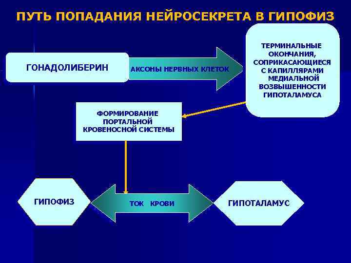 ПУТЬ ПОПАДАНИЯ НЕЙРОСЕКРЕТА В ГИПОФИЗ ГОНАДОЛИБЕРИН АКСОНЫ НЕРВНЫХ КЛЕТОК ТЕРМИНАЛЬНЫЕ ОКОНЧАНИЯ, СОПРИКАСАЮЩИЕСЯ С КАПИЛЛЯРАМИ