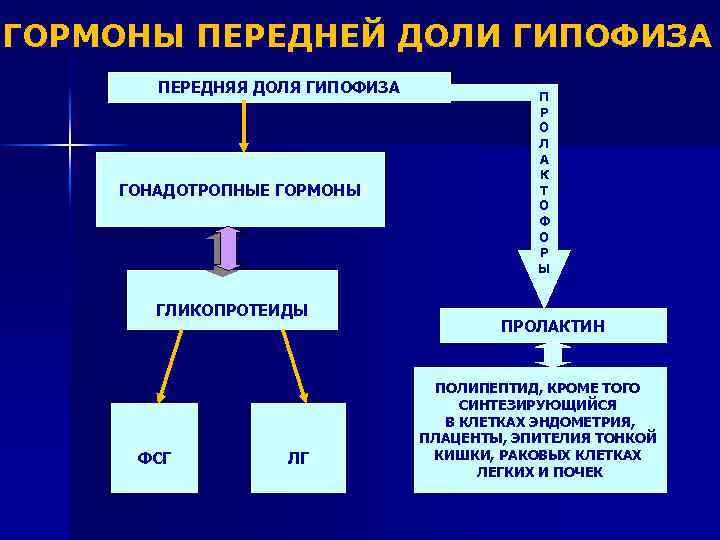 ГОРМОНЫ ПЕРЕДНЕЙ ДОЛИ ГИПОФИЗА ПЕРЕДНЯЯ ДОЛЯ ГИПОФИЗА ГОНАДОТРОПНЫЕ ГОРМОНЫ ГЛИКОПРОТЕИДЫ ФСГ ЛГ П Р
