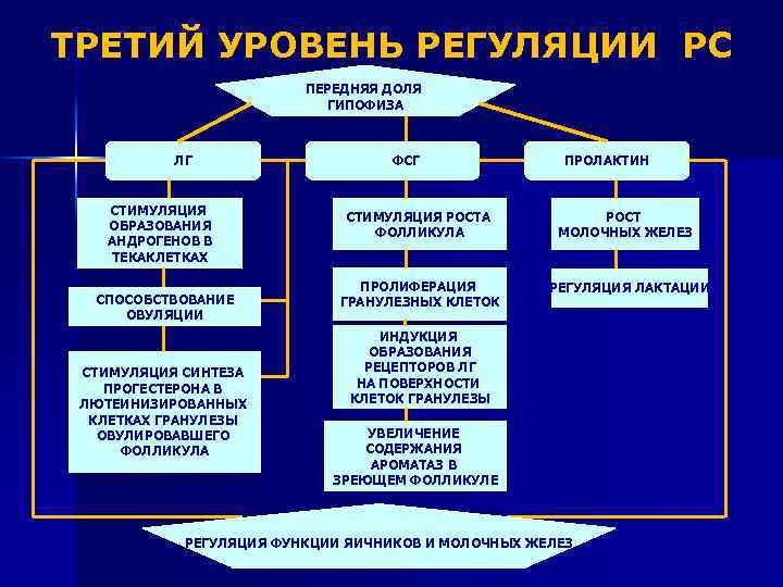ТРЕТИЙ УРОВЕНЬ РЕГУЛЯЦИИ РС ПЕРЕДНЯЯ ДОЛЯ ГИПОФИЗА ЛГ СТИМУЛЯЦИЯ ОБРАЗОВАНИЯ АНДРОГЕНОВ В ТЕКАКЛЕТКАХ СПОСОБСТВОВАНИЕ