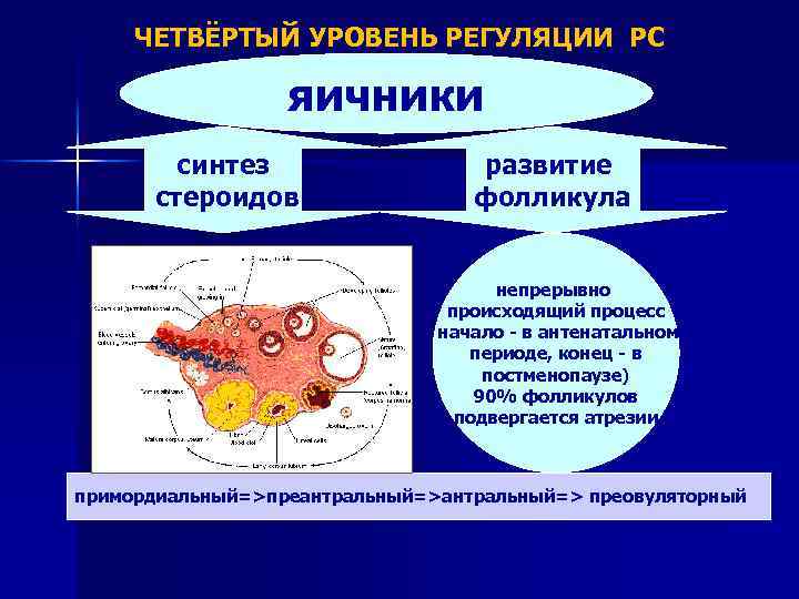 Фолликулы в постменопаузе