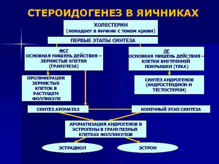 СТЕРОИДОГЕНЕЗ В ЯИЧНИКАХ ХОЛЕСТЕРИН (попадает в яичник с током крови) ПЕРВЫЕ ЭТАПЫ СИНТЕЗА ФСГ