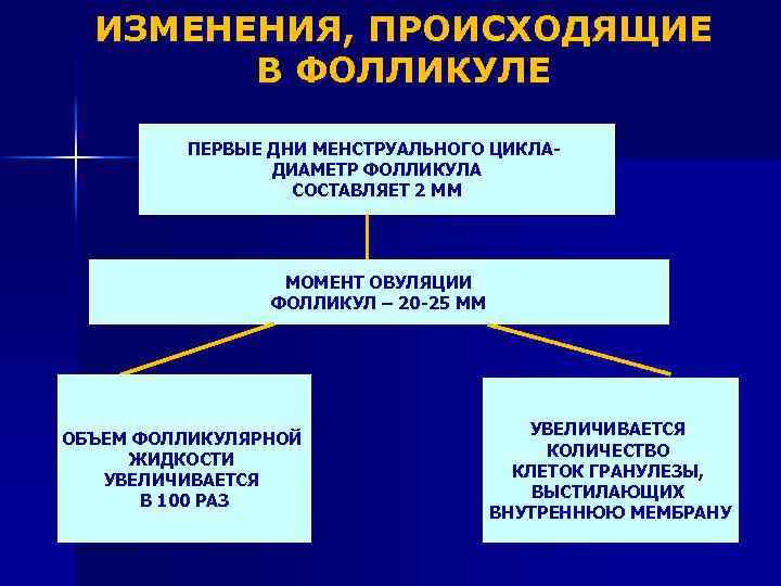ИЗМЕНЕНИЯ, ПРОИСХОДЯЩИЕ В ФОЛЛИКУЛЕ ПЕРВЫЕ ДНИ МЕНСТРУАЛЬНОГО ЦИКЛАДИАМЕТР ФОЛЛИКУЛА СОСТАВЛЯЕТ 2 ММ МОМЕНТ ОВУЛЯЦИИ