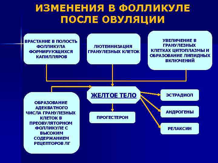 ИЗМЕНЕНИЯ В ФОЛЛИКУЛЕ ПОСЛЕ ОВУЛЯЦИИ ОБРАЗОВАНИЕ АДЕКВАТНОГО ЧИСЛА ГРАНУЛЕЗНЫХ КЛЕТОК В ПРЕОВУЛЯТОРНОМ ФОЛЛИКУЛЕ С