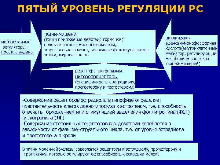ПЯТЫЙ УРОВЕНЬ РЕГУЛЯЦИИ РС ткани-мишени межклеточные регуляторы простагландины (точки приложения действия гормонов) половые органы,