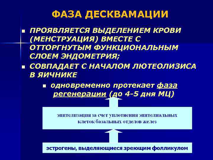 ФАЗА ДЕСКВАМАЦИИ n n ПРОЯВЛЯЕТСЯ ВЫДЕЛЕНИЕМ КРОВИ (МЕНСТРУАЦИЯ) ВМЕСТЕ С ОТТОРГНУТЫМ ФУНКЦИОНАЛЬНЫМ СЛОЕМ ЭНДОМЕТРИЯ;