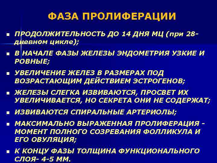 ФАЗА ПРОЛИФЕРАЦИИ n ПРОДОЛЖИТЕЛЬНОСТЬ ДО 14 ДНЯ МЦ (при 28 дневном цикле); n В